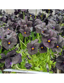 Viola Molly Sanderson (0.8lt)