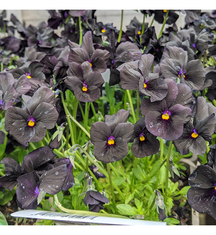 Viola Molly Sanderson (0.8lt)