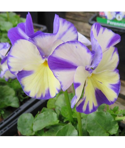 Viola pubescens Rebecca (1lt)