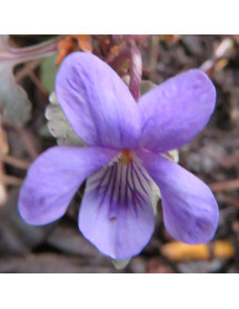 Viola riviniana Purpurea Group (1lt)