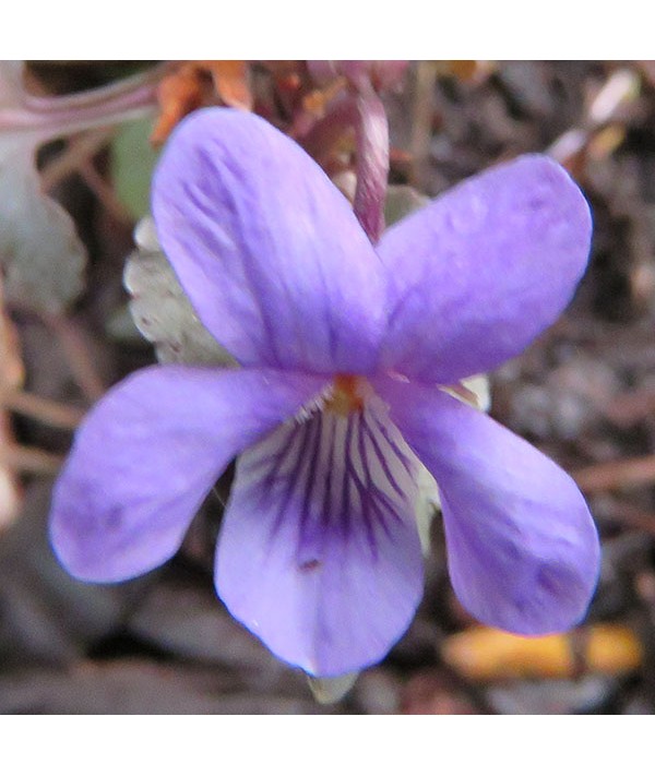 Viola riviniana Purpurea Group (1lt)