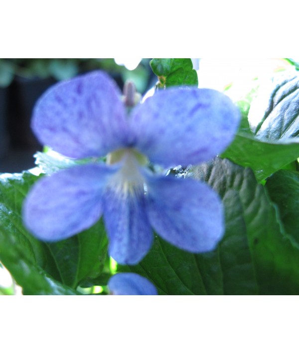 Viola sororia Freckles (1lt)