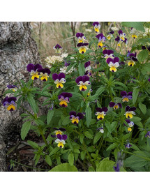 Viola tricolor (Heartsease) (0.75lt)