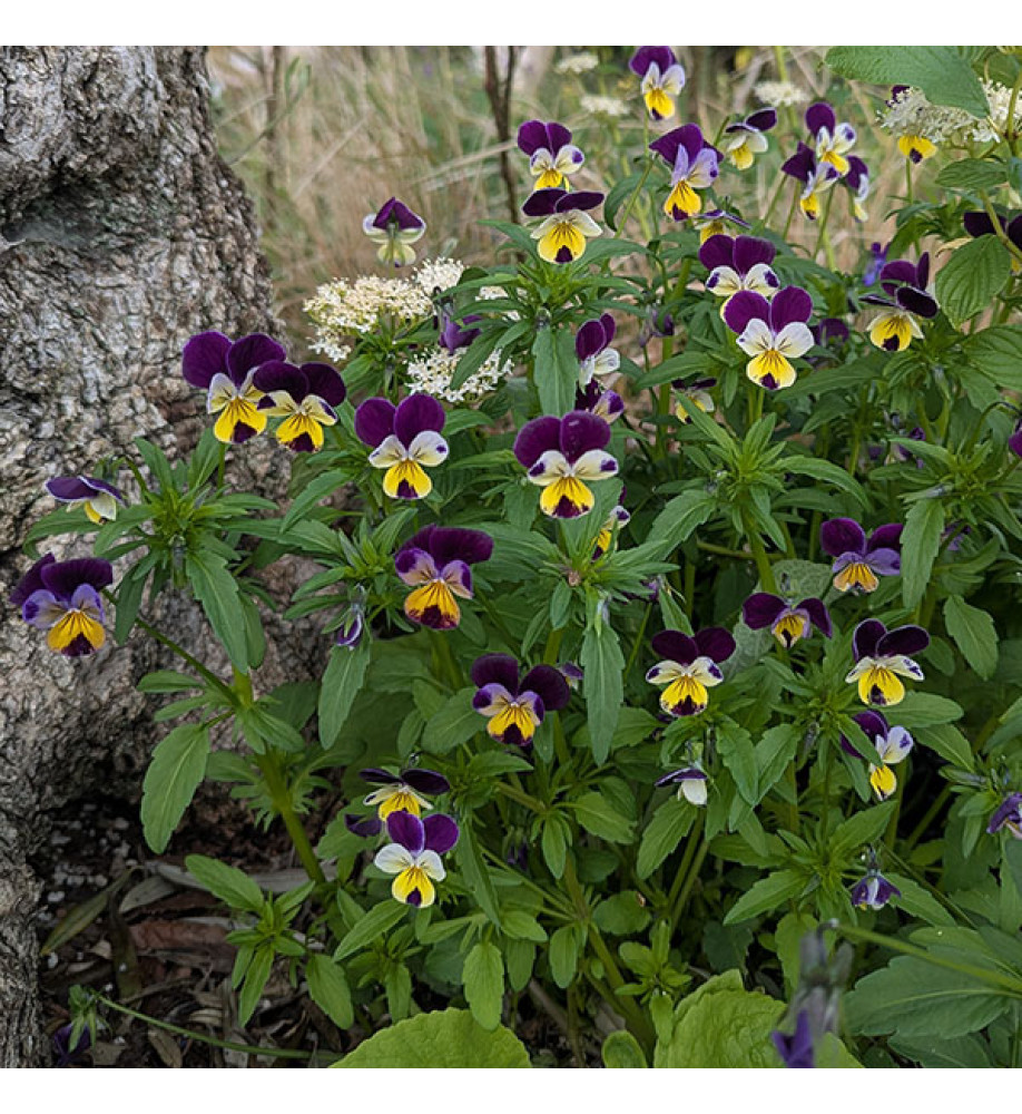 Viola tricolor (Heartsease) (0.75lt)