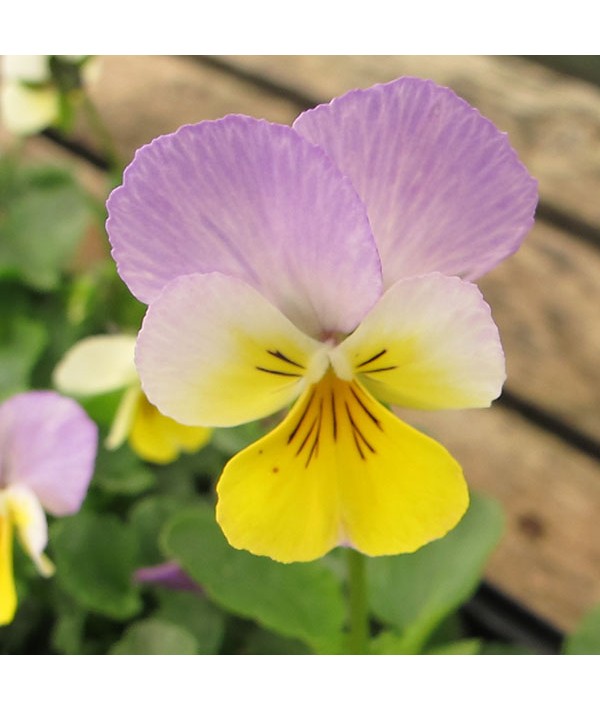 Viola tricolor (Heartsease) (0.75lt)