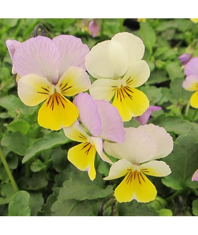 Viola tricolor (Heartsease) (0.75lt)