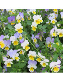 Viola tricolor (Heartsease) (0.75lt)