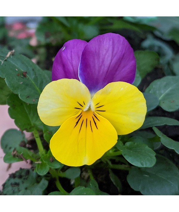 Viola Yellow with Pink Wing 6 Pack Viola Yellow with Pink Wing 6 Pack
