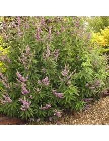 Vitex agnus-castus latifolia (5lt)
