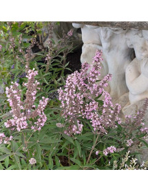 Vitex agnus-castus Galactic Pink (3lt)
