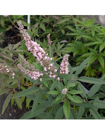 Vitex agnus-castus Galactic Pink (3lt)
