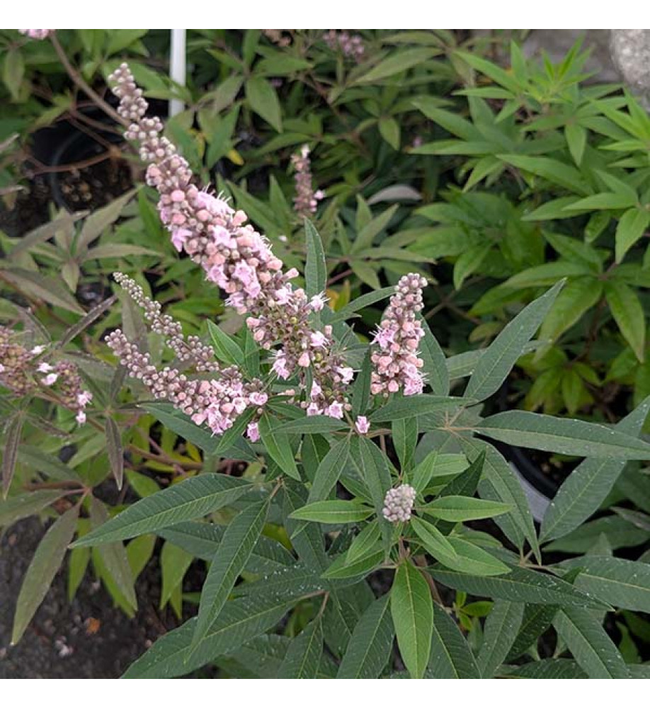 Vitex agnus-castus Galactic Pink (3lt)