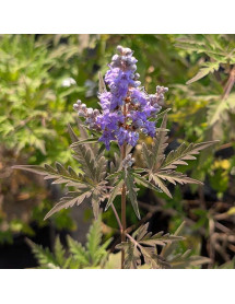 Vitex agnus-castus Laciniata (3lt)