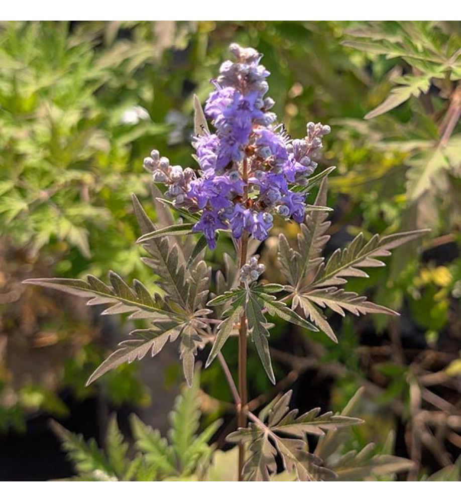 Vitex agnus-castus Laciniata (3lt)