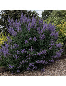 Vitex agnus-castus latifolia (3lt)