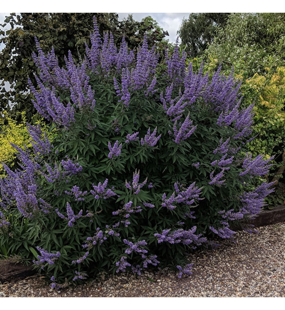 Vitex agnus-castus latifolia (3lt)