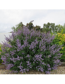 Vitex agnus-castus latifolia (3lt)