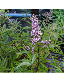 Vitex agnus-castus Pink Pinnacle (3lt)