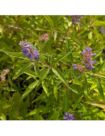 Vitex agnus-castus Blue Diddley (3lt) Vitex agnus-castus Blue Diddley (3lt)