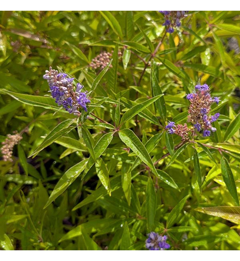 Vitex agnus-castus Blue Diddley (3lt)