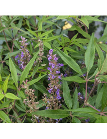 Vitex agnus-castus Delta-Blues (5lt)