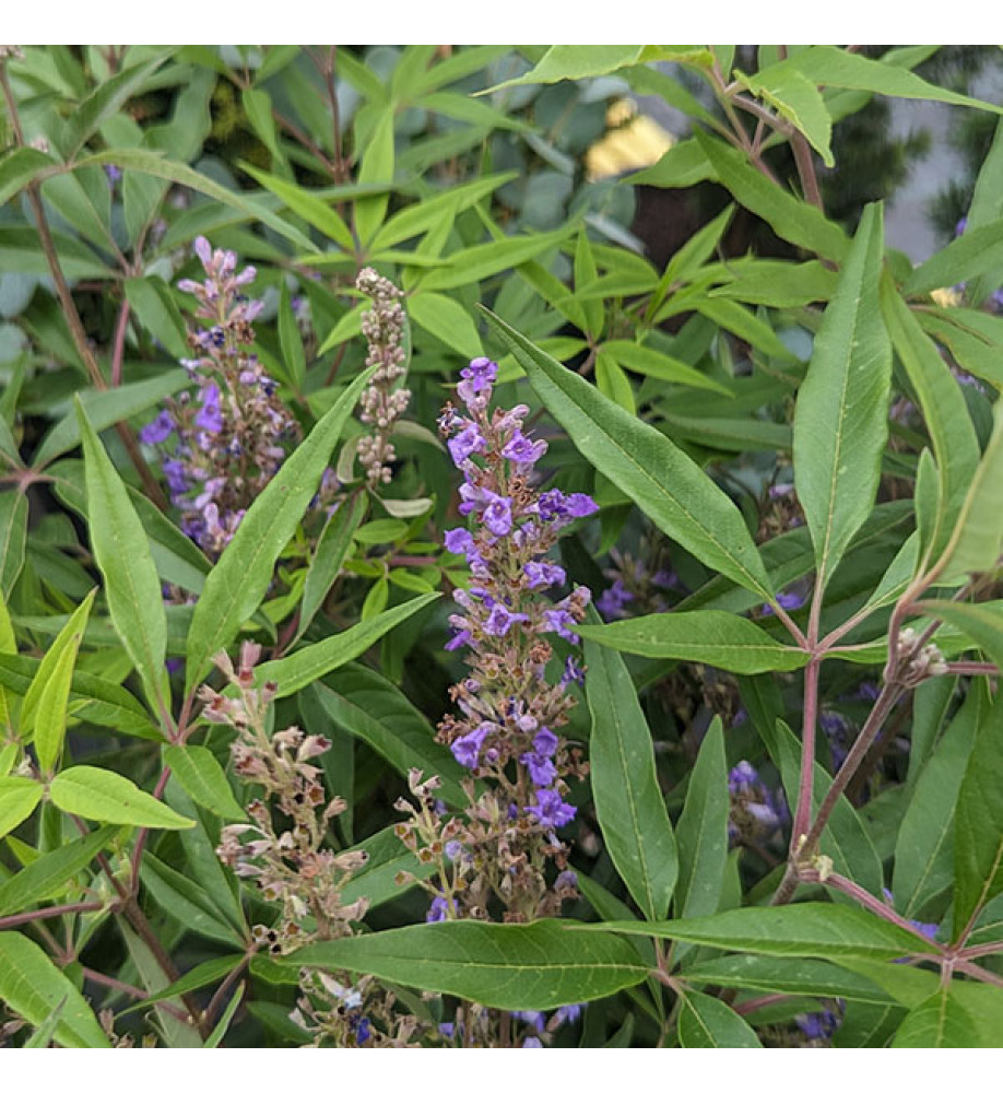 Vitex agnus-castus Delta-Blues (5lt)