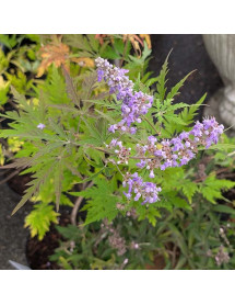 Vitex agnus-castus Laciniata (3lt) Vitex agnus-castus Laciniata (3lt)