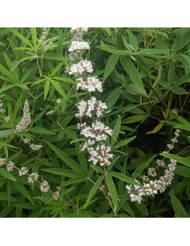 Vitex agnus-castus Silver Spire (10lt)