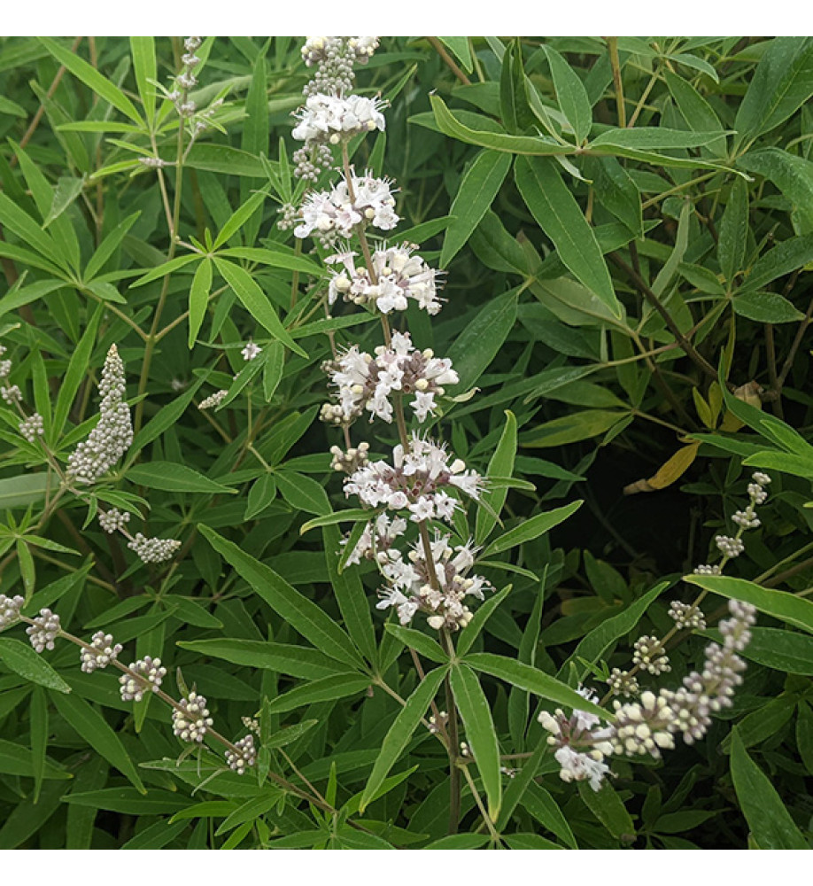 Vitex agnus-castus Silver Spire (10lt)