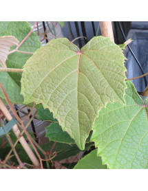 Vitis coignetiae (2lt)