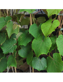 Vitis coignetiae (2lt)