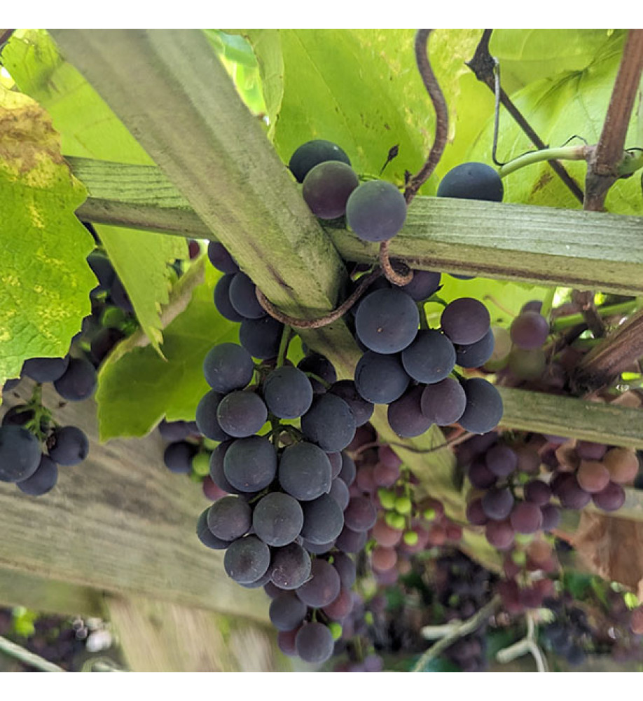 Vitis Fragola (Strawberry Vine) (3lt)