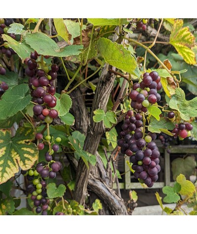 Vitis Fragola (Strawberry Vine) (3lt)