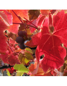 Vitis Brant (3lt)
