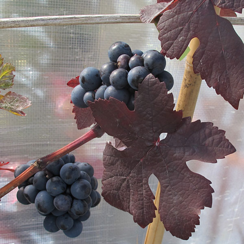 Vitis vinifera Purpurea (10lt)