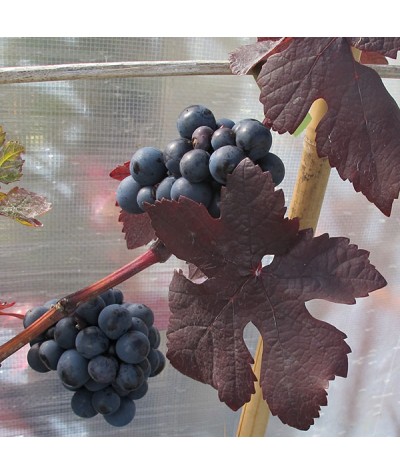 Vitis vinifera Purpurea (10lt)