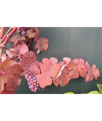 Vitis vinifera Purpurea (3lt)