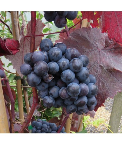 Vitis vinifera Purpurea (3lt)