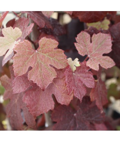 Vitis vinifera Purpurea (7lt)