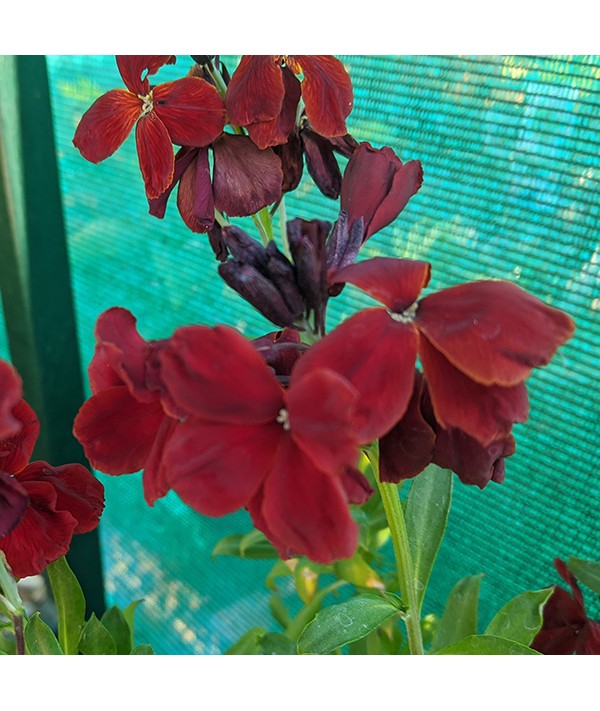 Erysimum cheiri Vulcan (1lt)