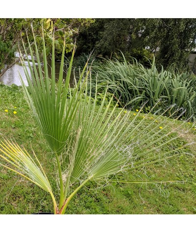 Washingtonia filifera (35lt)