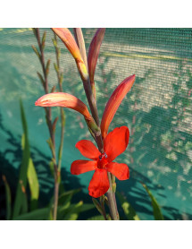 Watsonia pillansii (1.5lt) Watsonia pillansii (1.5lt)