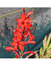 Watsonia pillansii (1.5lt)