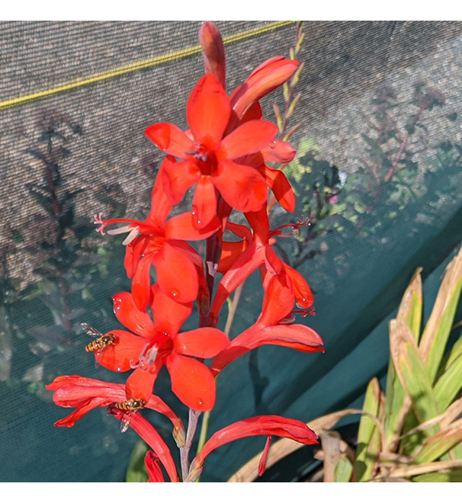Watsonia pillansii (1.5lt)