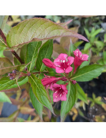 Weigela Bristol Ruby (7.5lt)