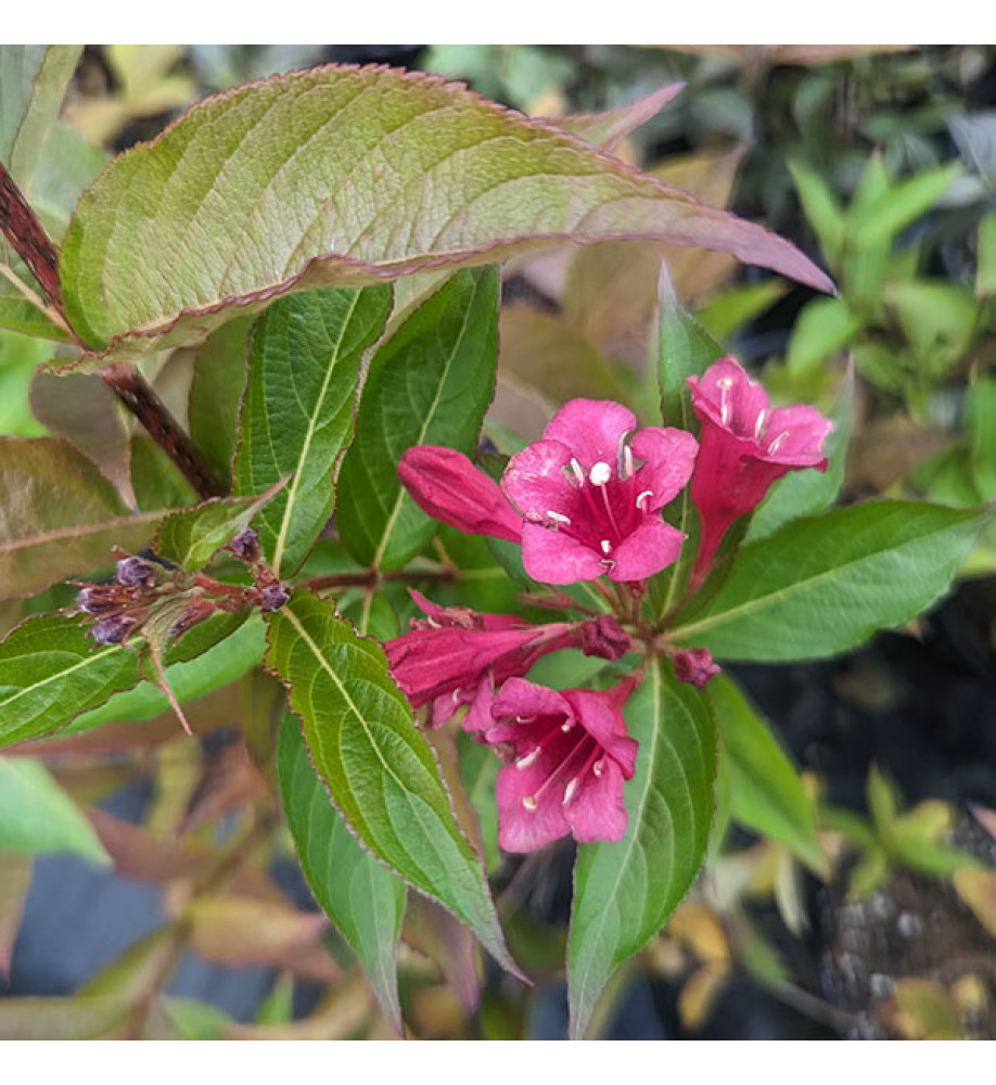 Weigela Bristol Ruby (7.5lt)