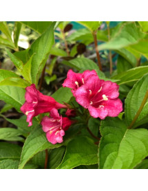Weigela Bristol Ruby (7.5lt)
