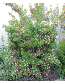 Weigela florida Bicolour (3lt) Weigela florida Bicolour (3lt)