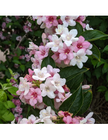 Weigela florida Bicolour (3lt) Weigela florida Bicolour (3lt)