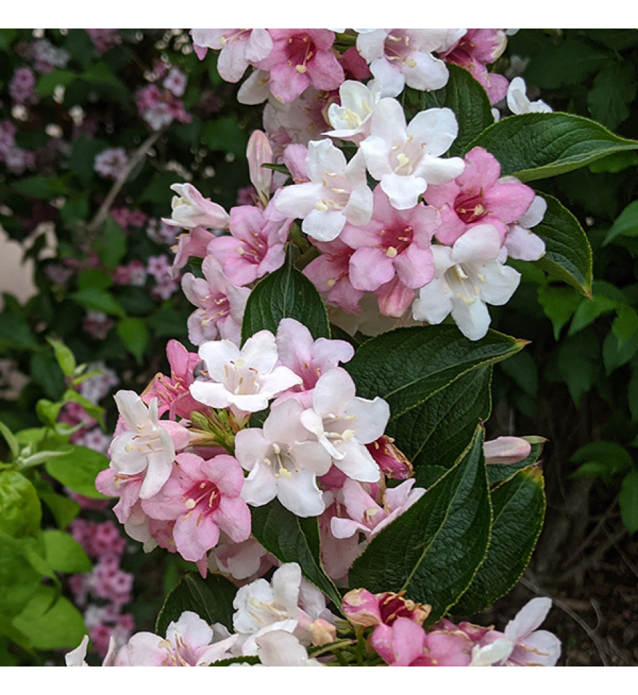 Weigela florida Bicolour (3lt)